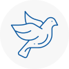 Bird Prevention Biddulph
