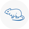 Rat Control Biddulph