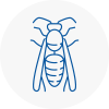 Biddulph Wasp Nest Removal